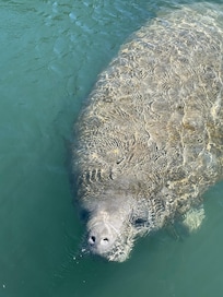 Lots of manatees to see!