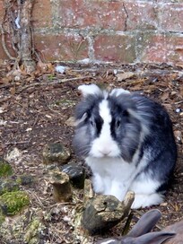 One of several rabbits in the garden