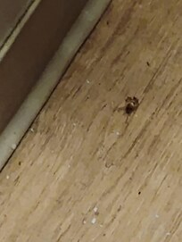 A baby roach I sprayed with some OFF DEET while crawling on my charger cord.