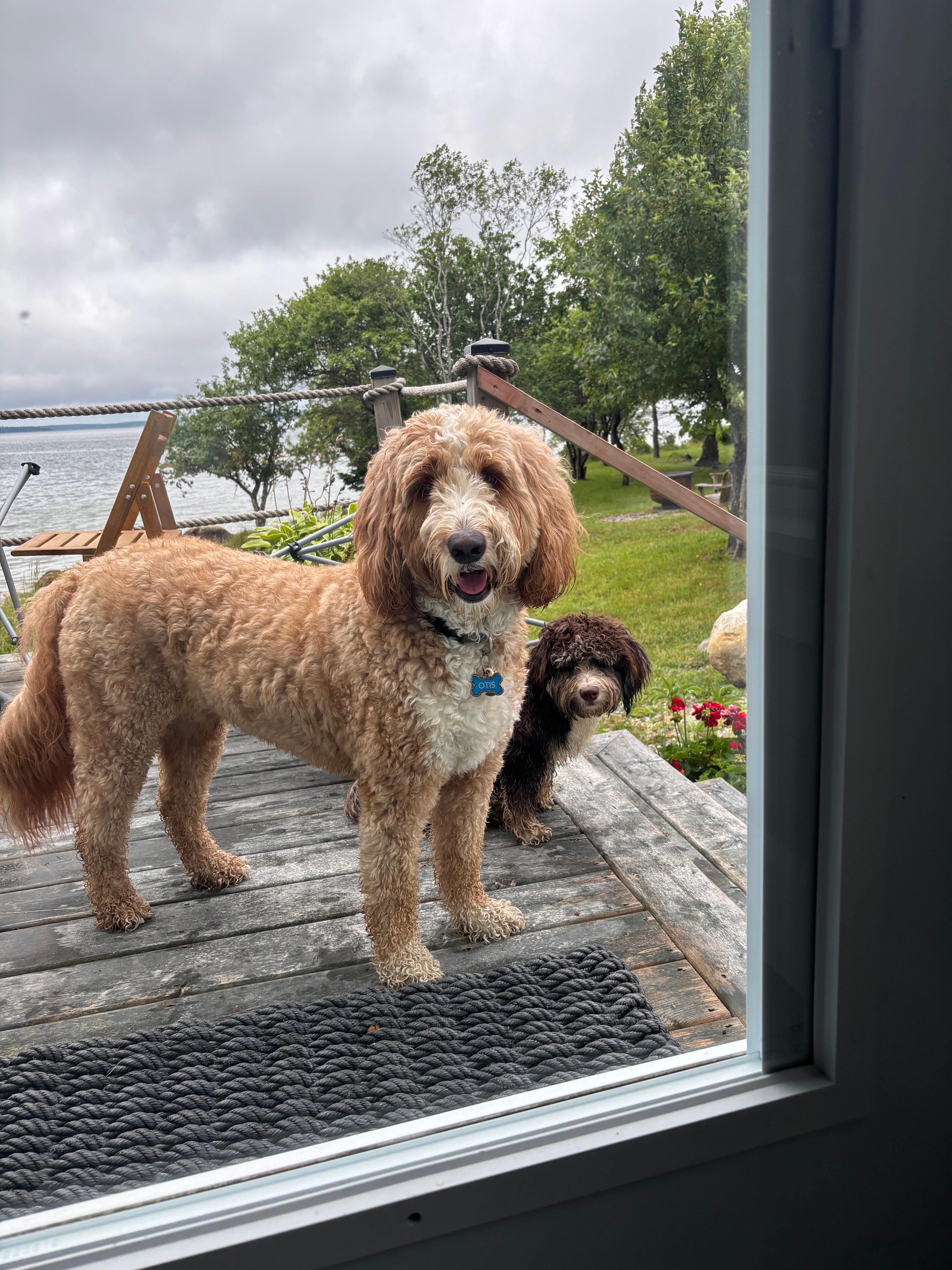 A dog Otis had a great time as well & met a new friend 🐾