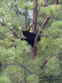 N more bear cubs