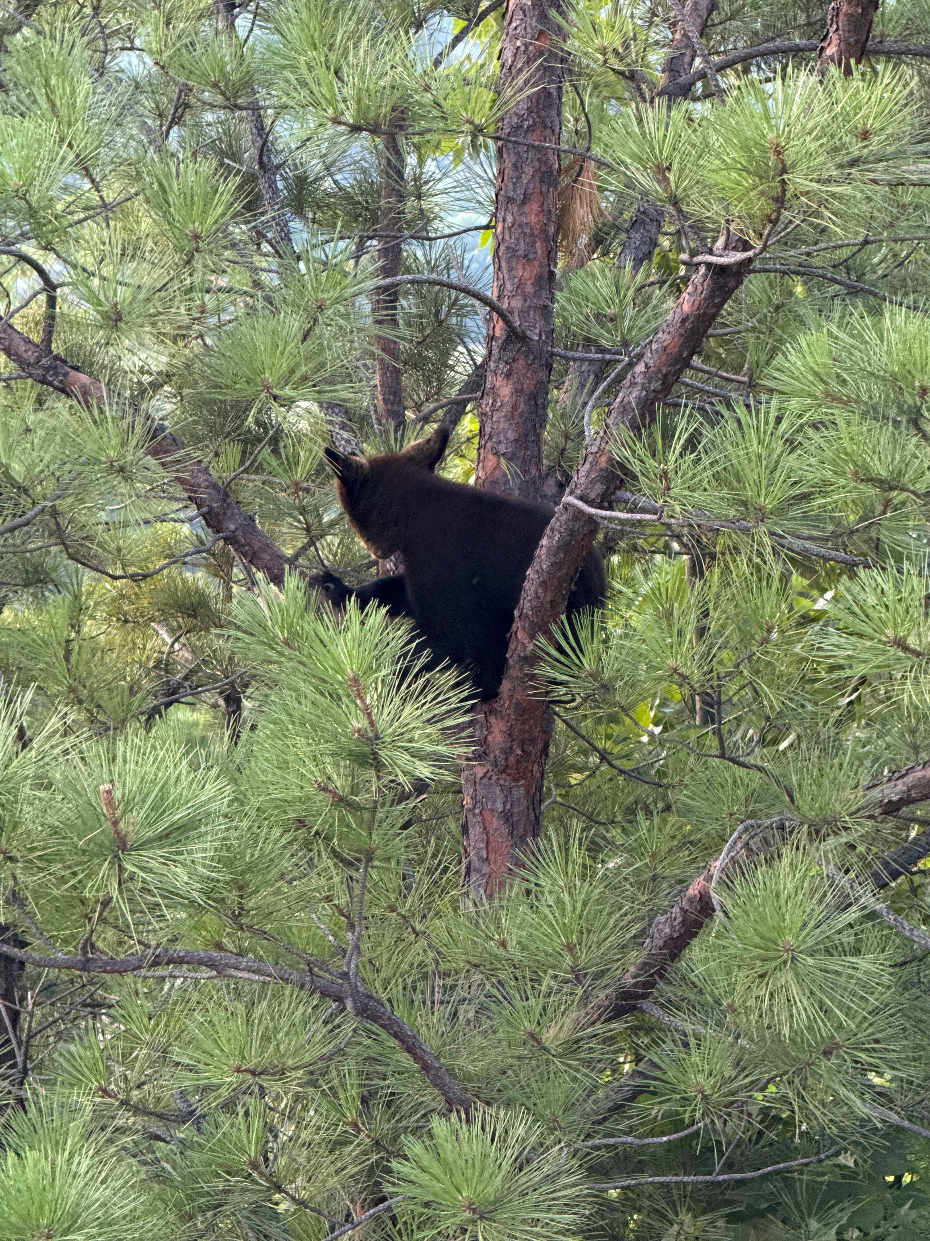 N more bear cubs 