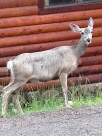 Deer under the window in the kitchen