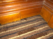 One of a few random bugs (dead or alive) we found in two rooms