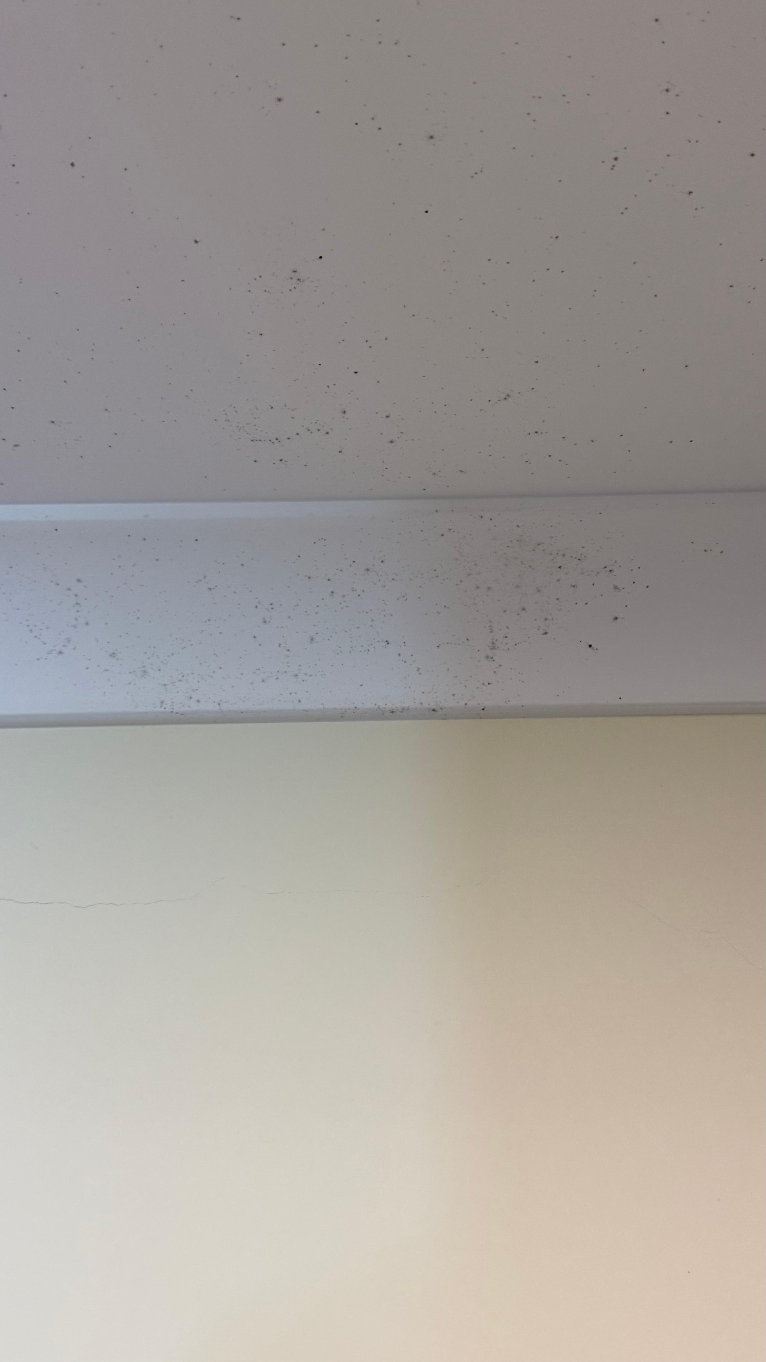 Black mould bathroom 