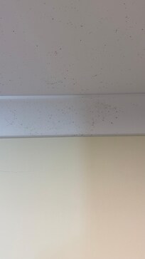 Black mould bathroom