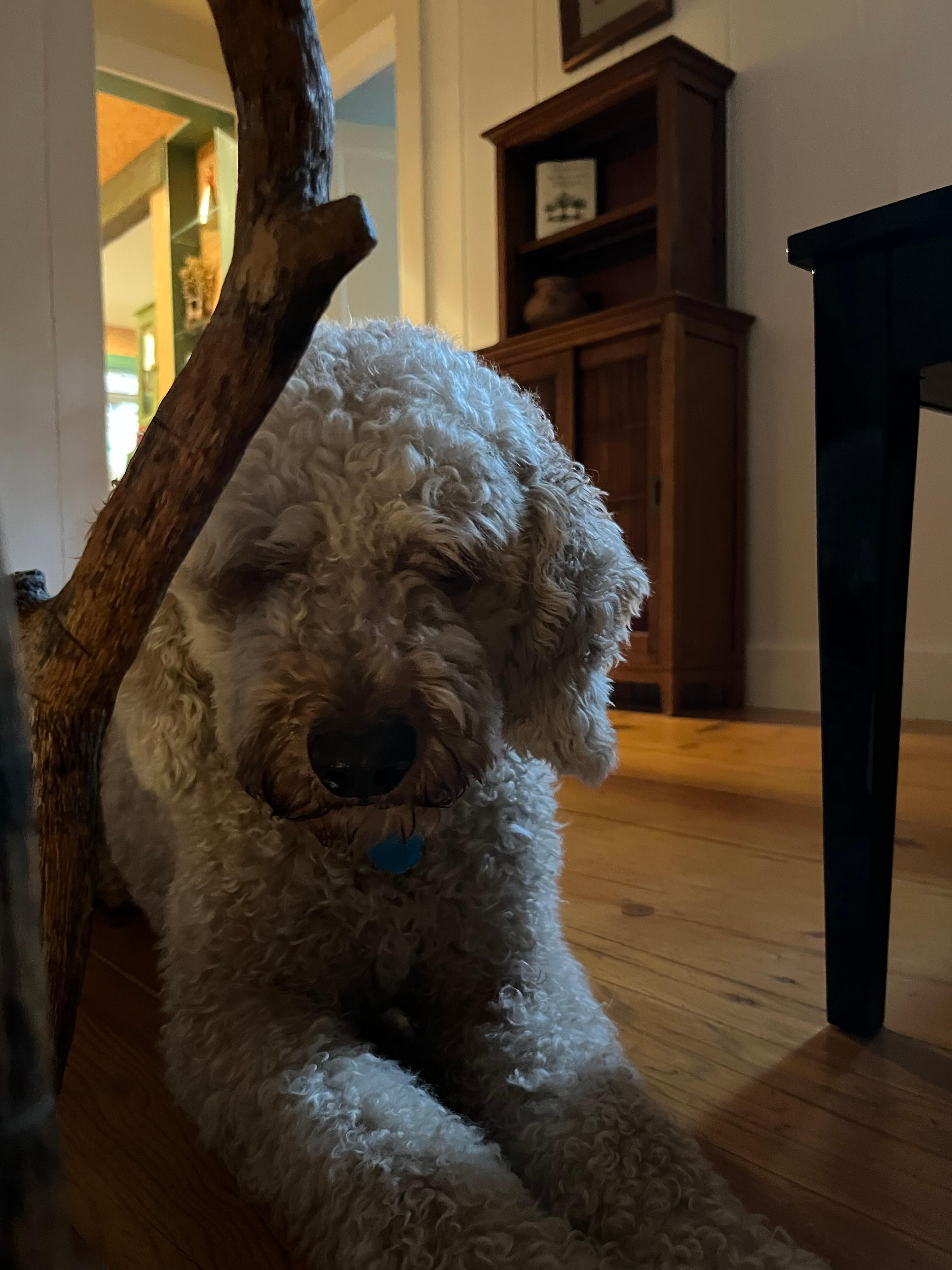 Lulu Approved of the accommodations 