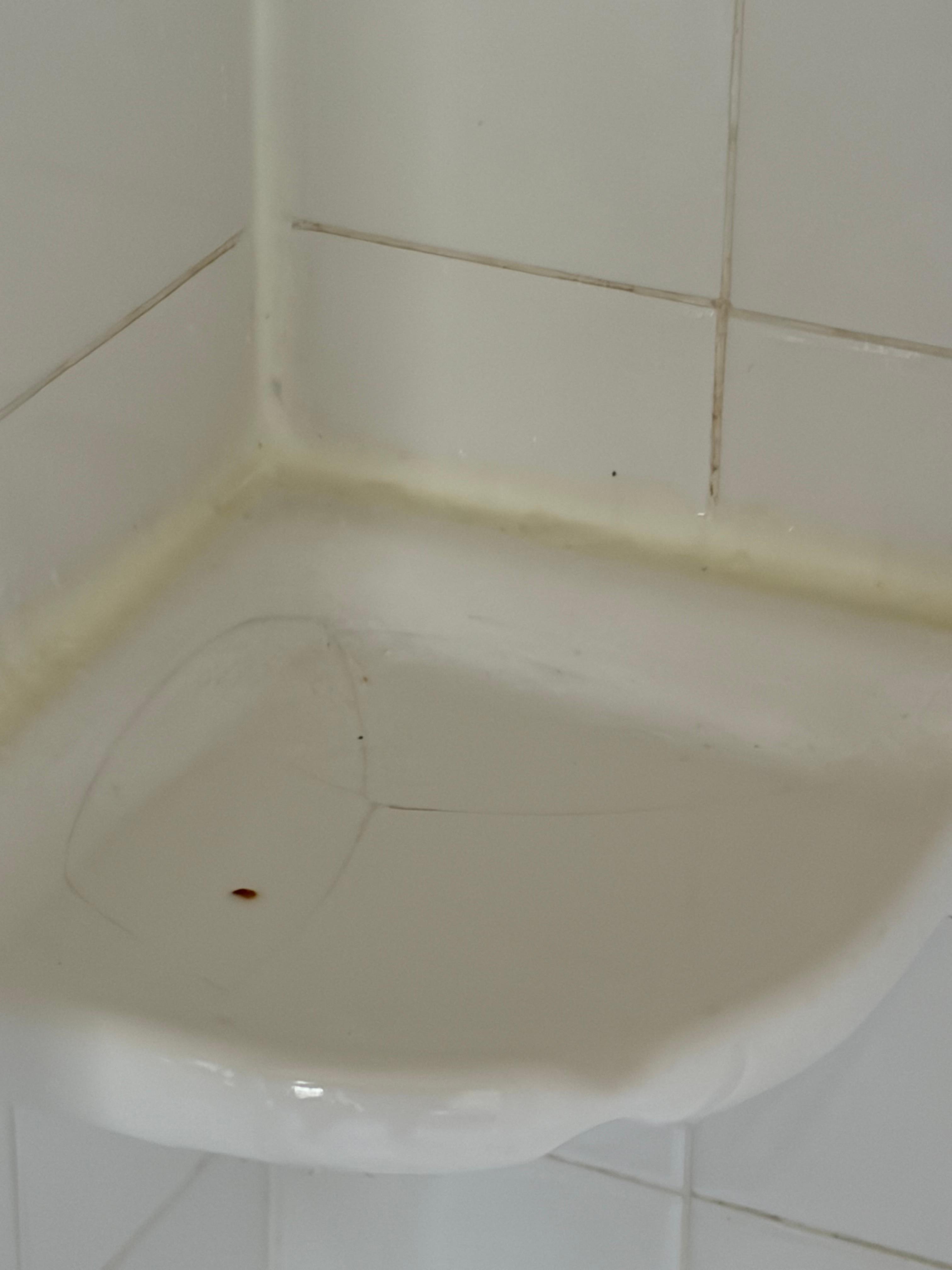 Soap tray in shower, mold