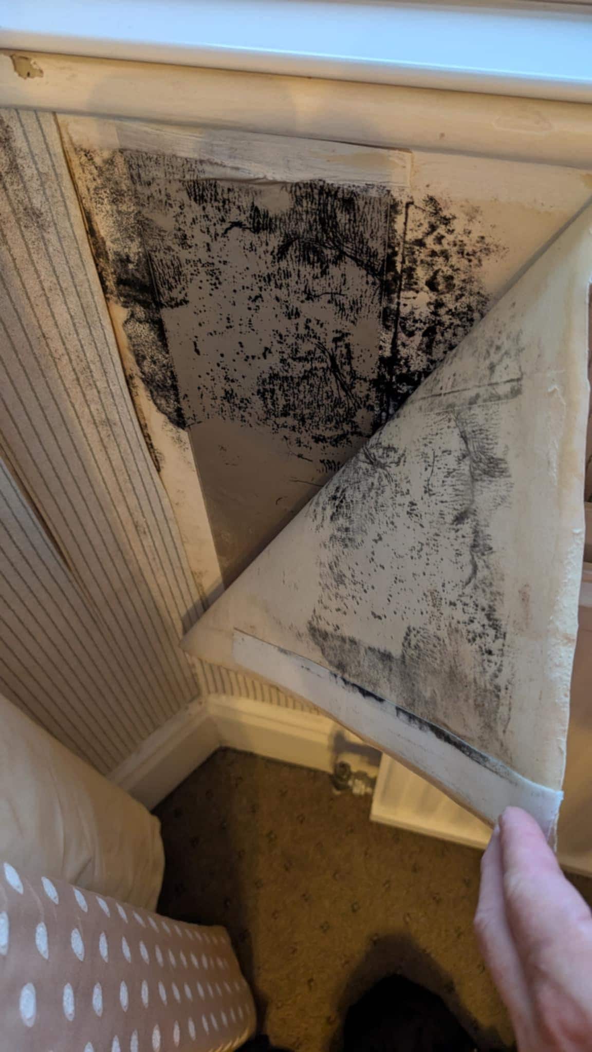 Wallpaper was peeling because of the extensive black mold growing under it. 