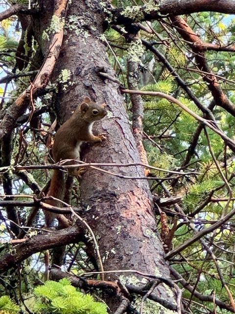 Visitor in the driveway