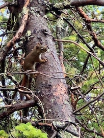 Visitor in the driveway