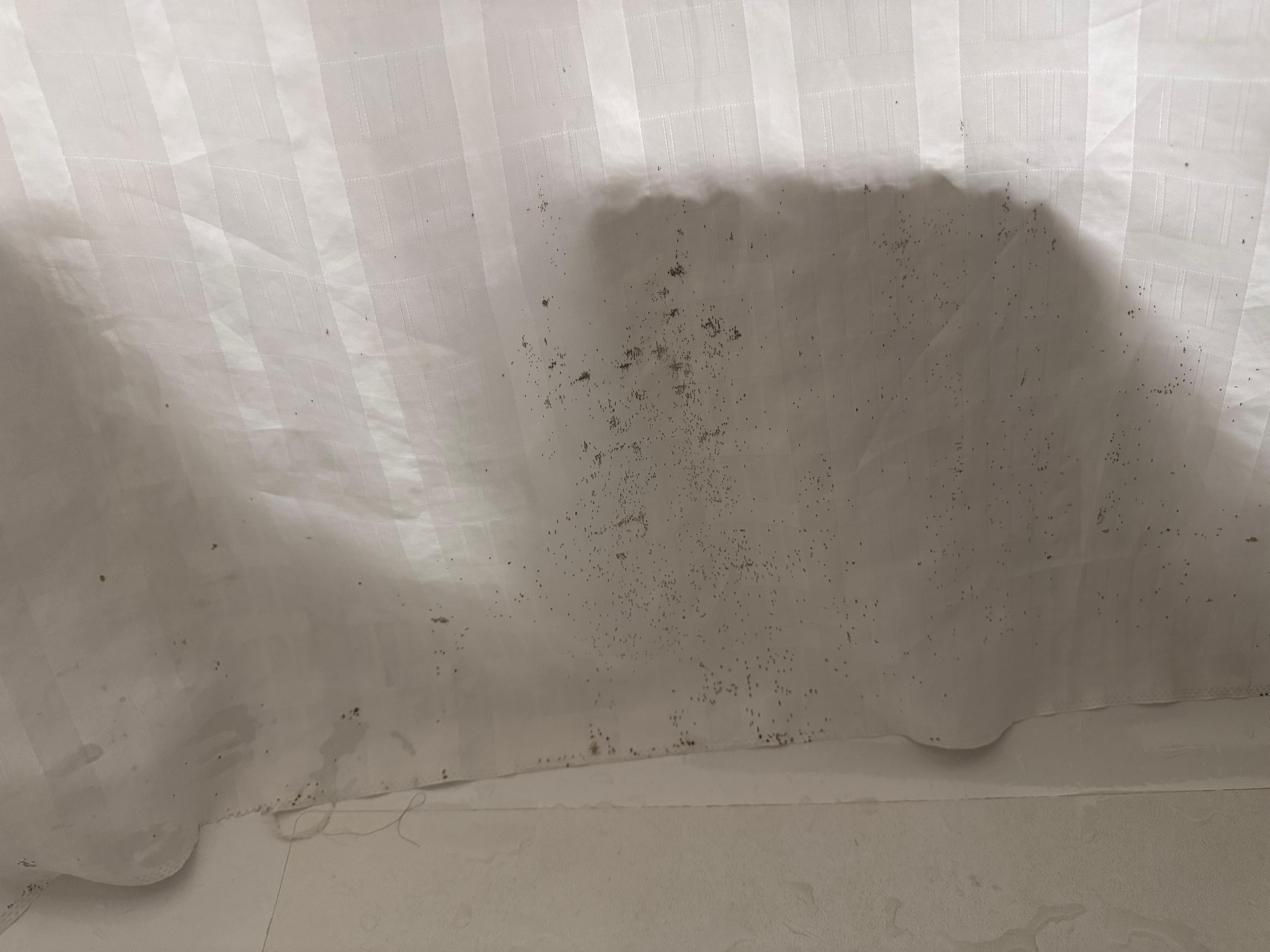 Mold on the shower curtain