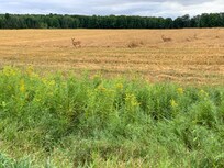 Deer everywhere.