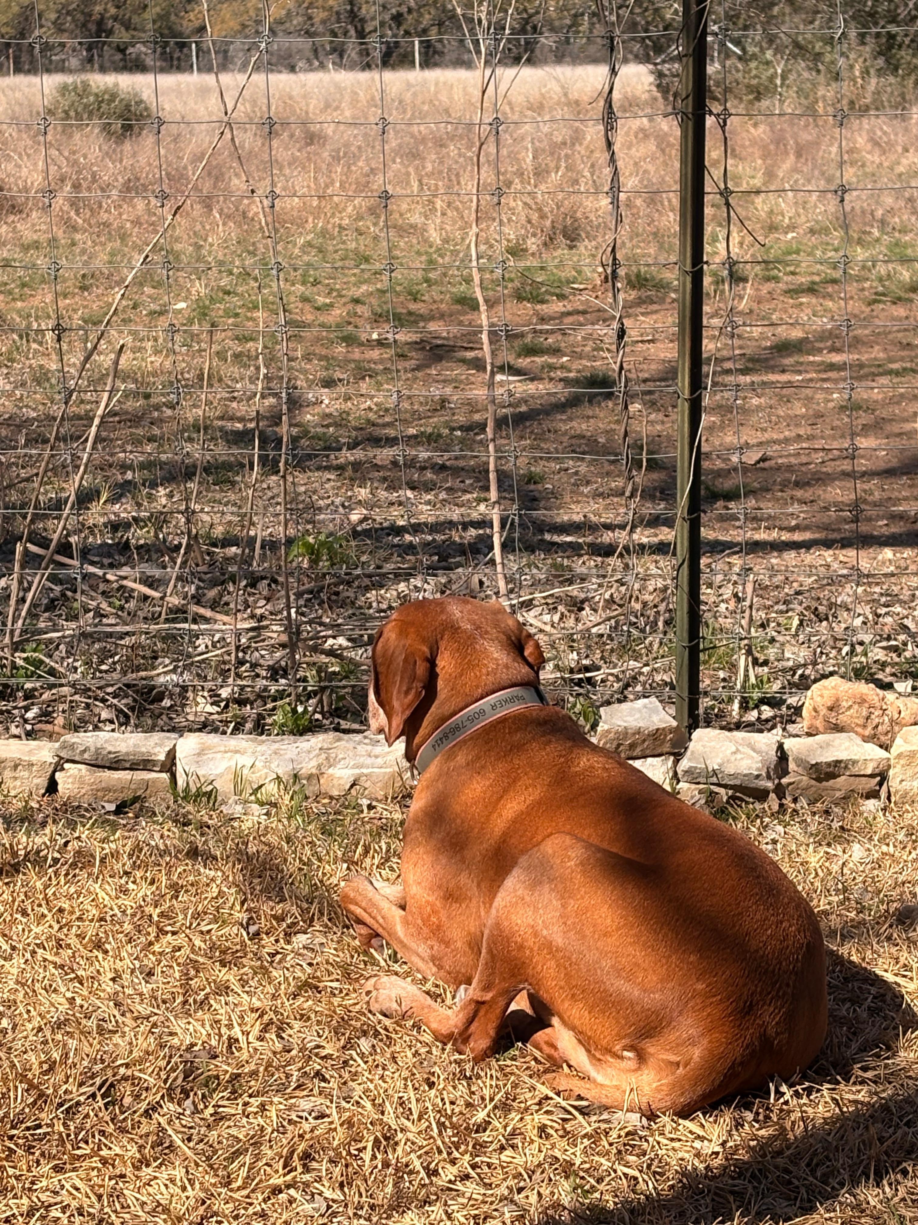 Scouting for wildlife