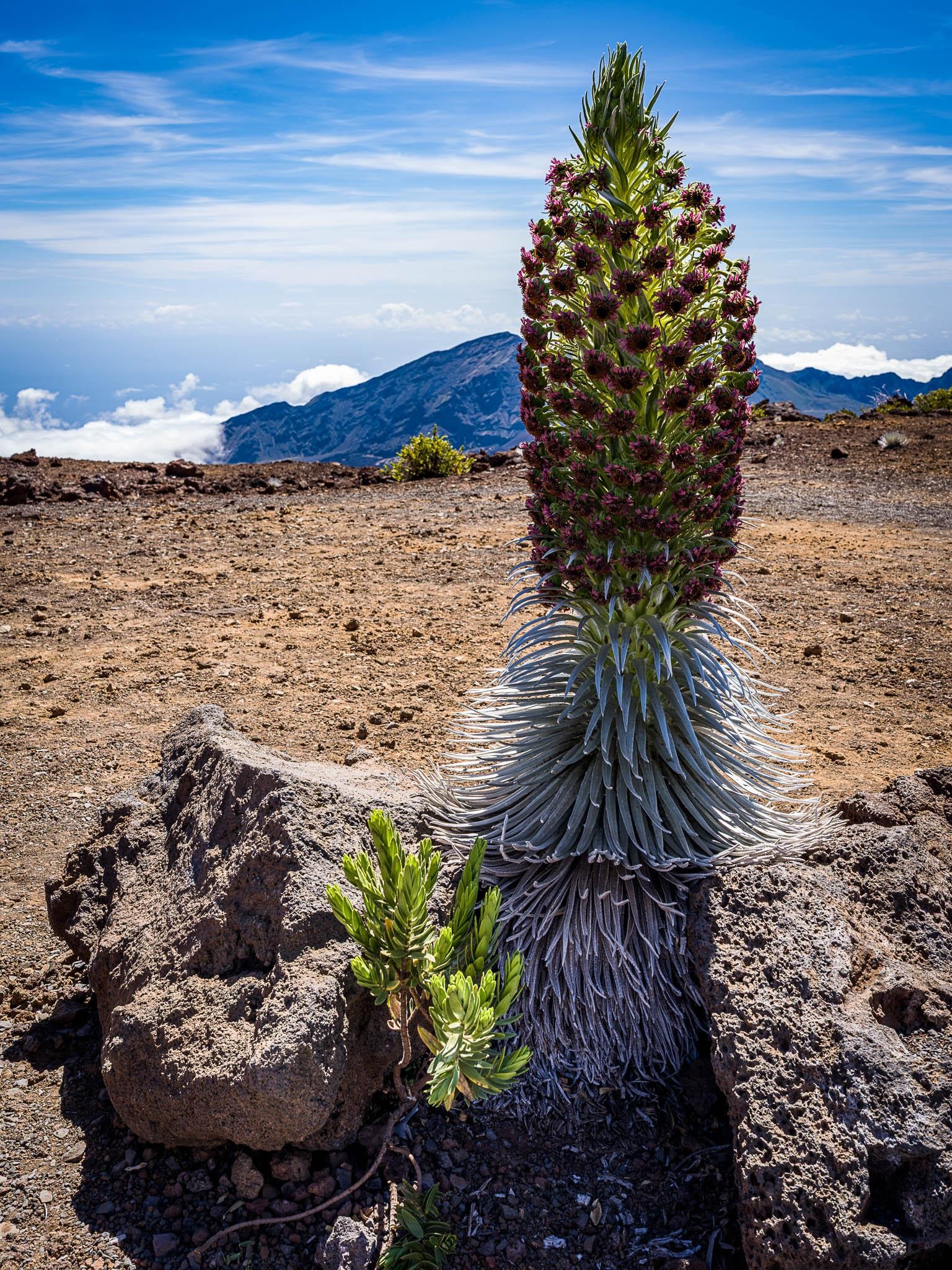 Haleakalā plants