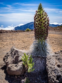 Haleakalā plants