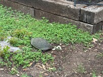 Turtle actually laid eggs. But next morning a coyote got them. 🥲
