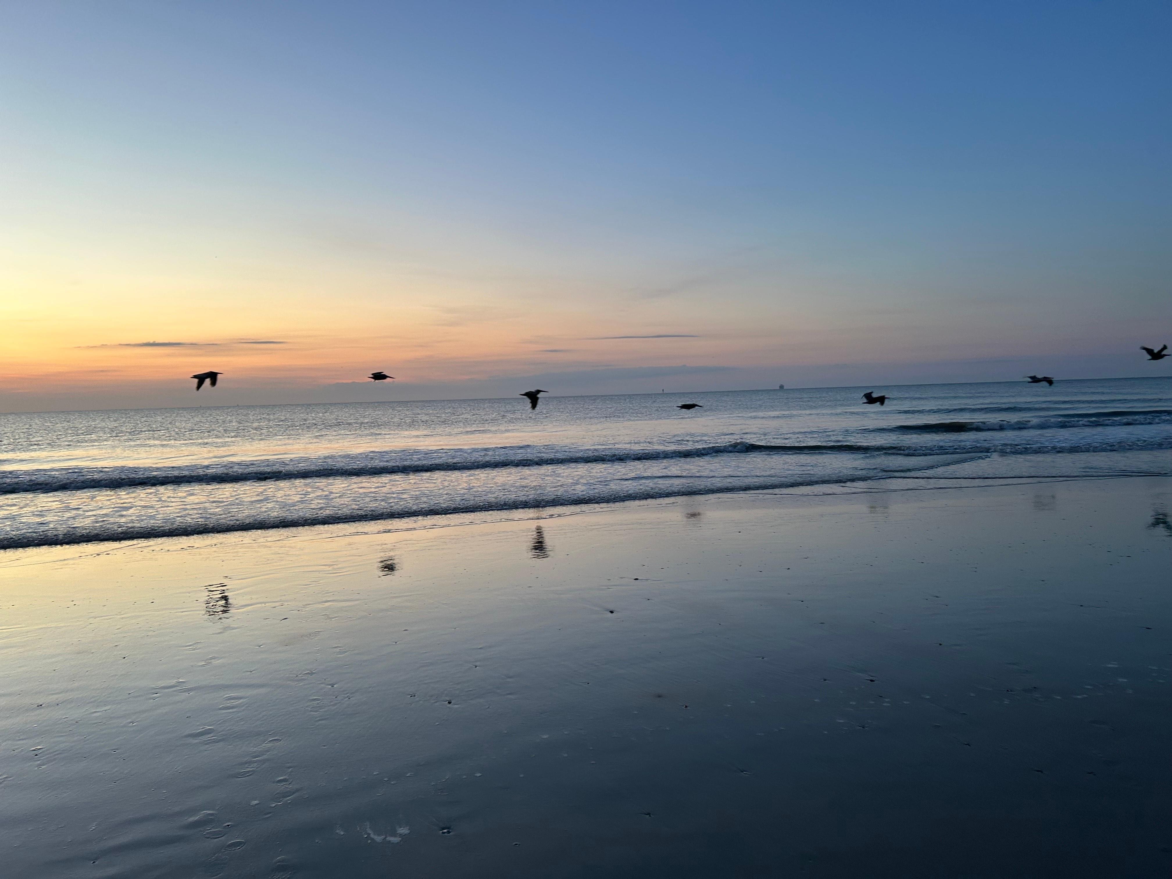 Pelicans at sunrise