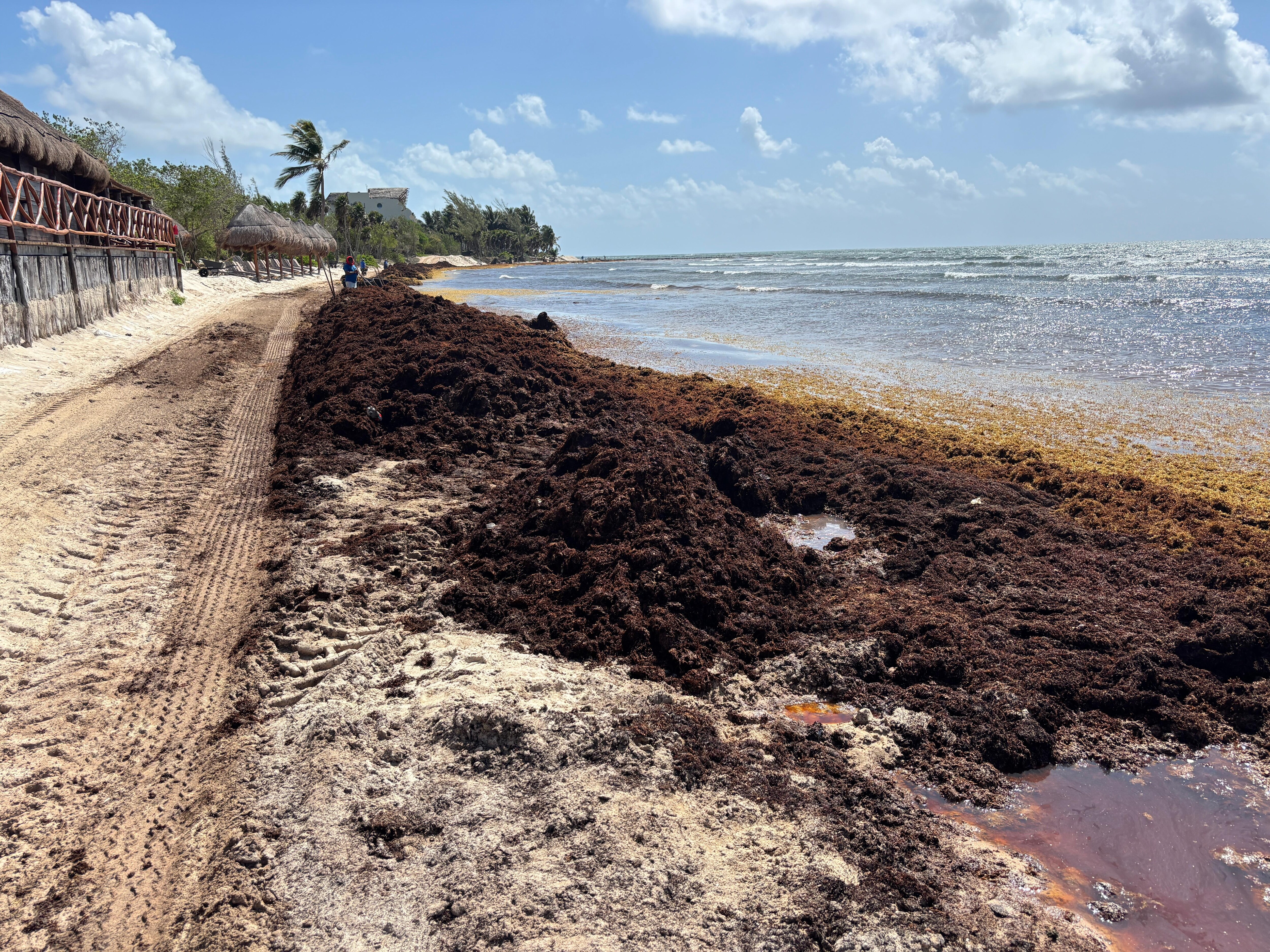 Sargassum along the beach in early June 2025