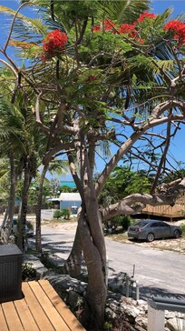 view from the patio