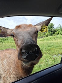 Parc Safari in Quebec