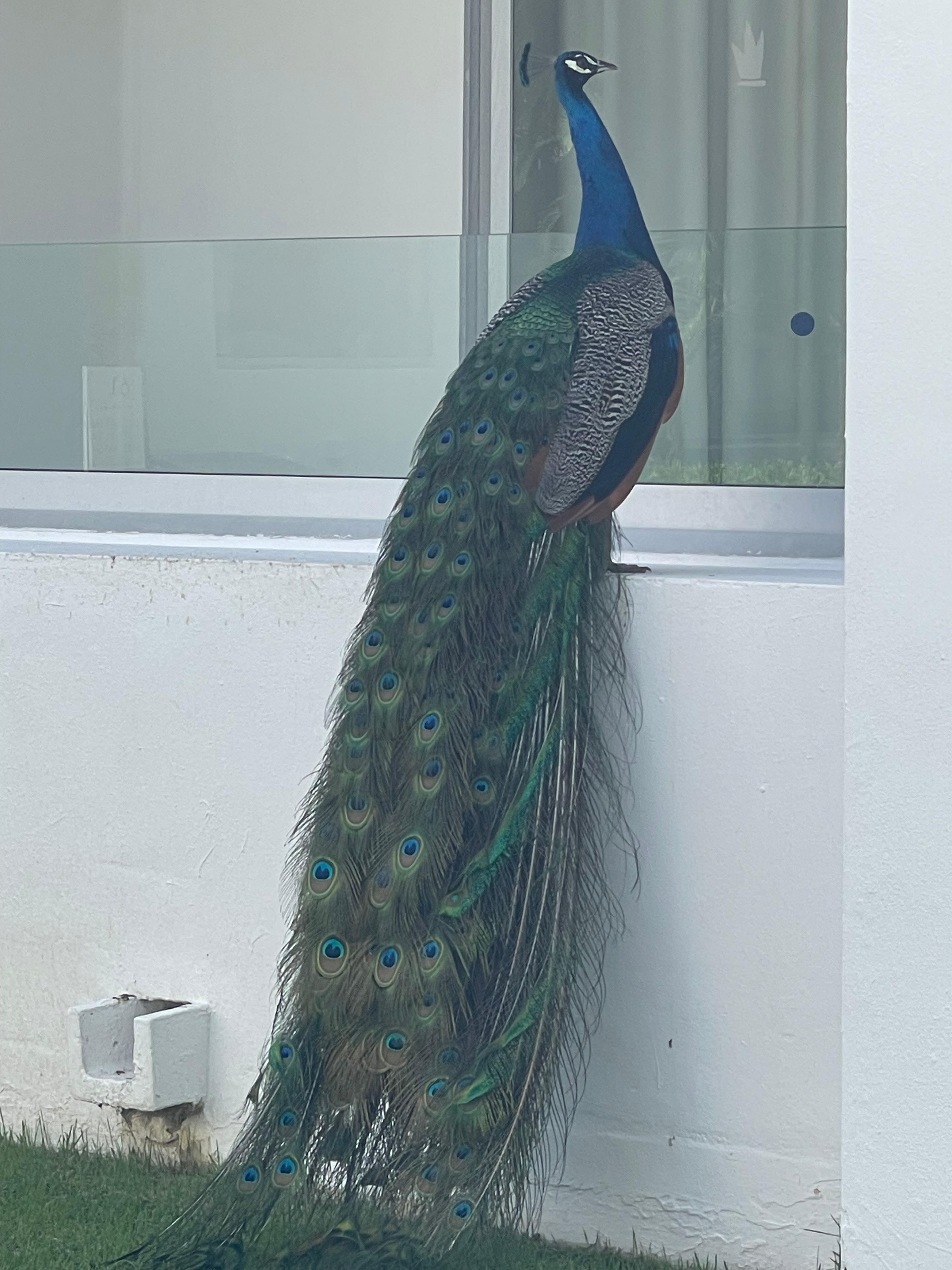 They have beautiful birds roaming the property 