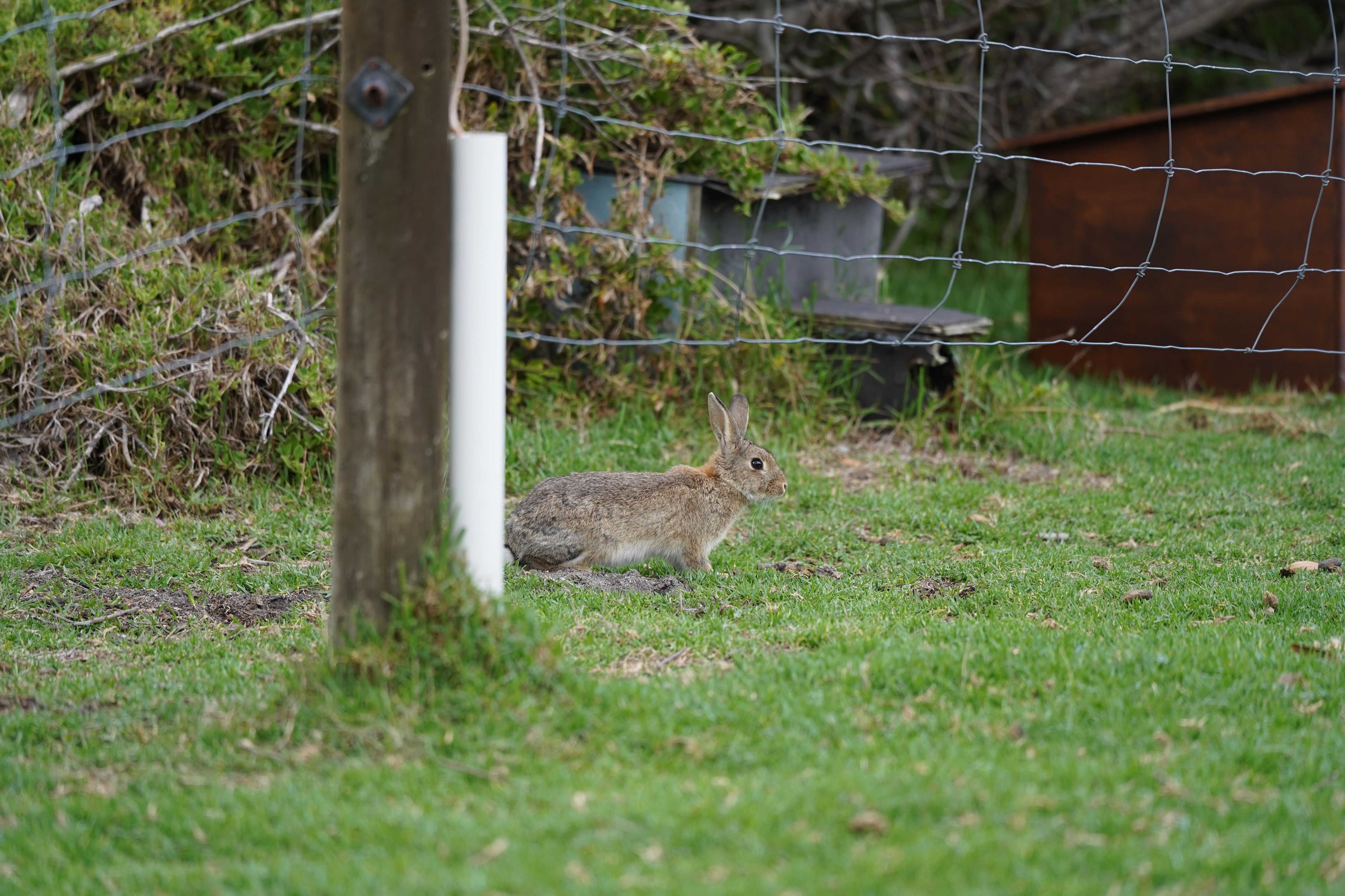 Rabbit