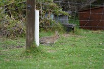 Rabbit