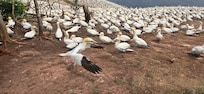 Gannett nesting on Bonaventure island, over 130,000 birds