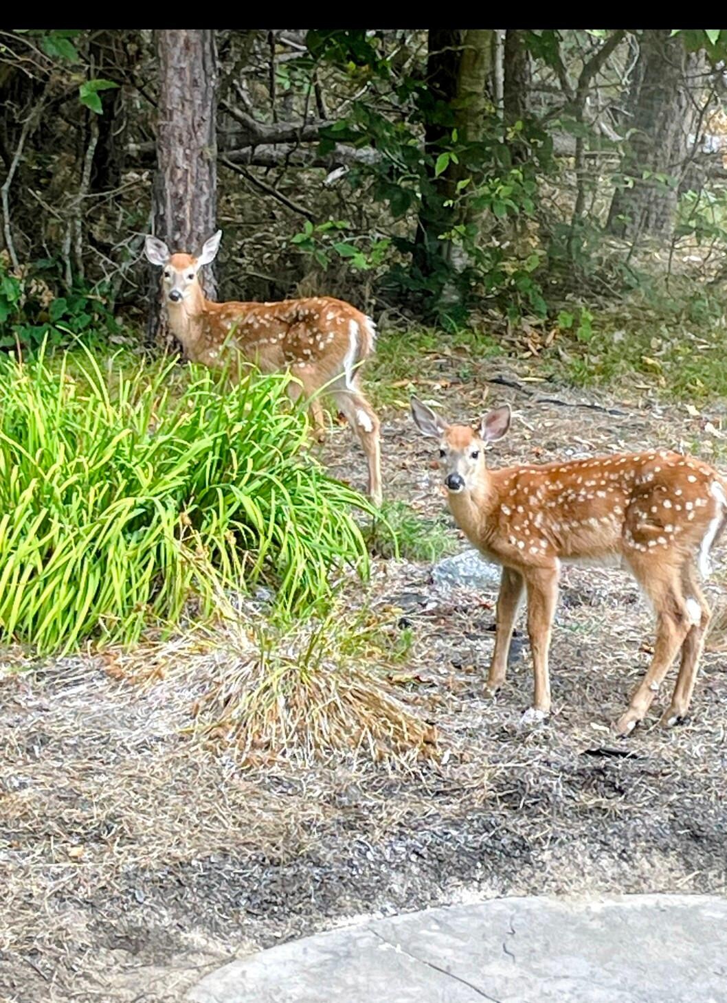 Deer from the enclosed porch