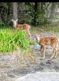 Deer from the enclosed porch