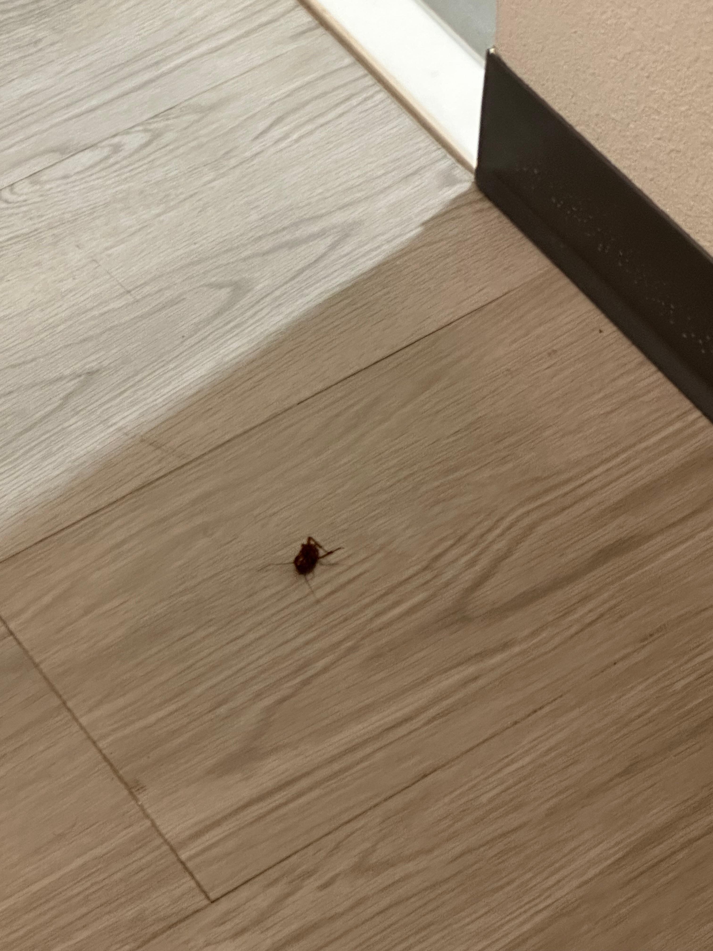 Dead cockroach.  