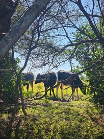 Cows from across the property