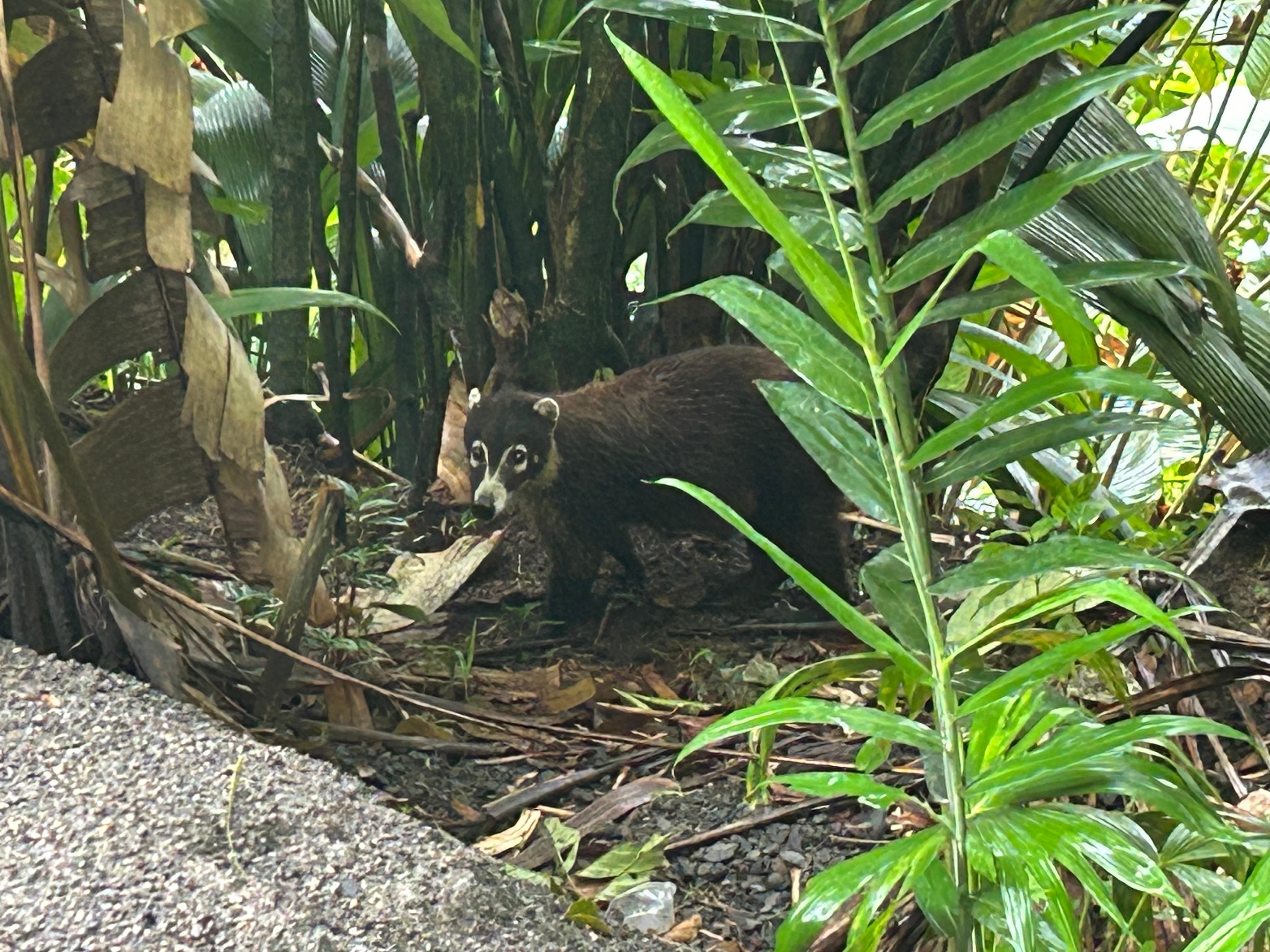 Mischievous Coati