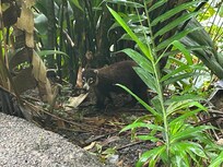Mischievous Coati