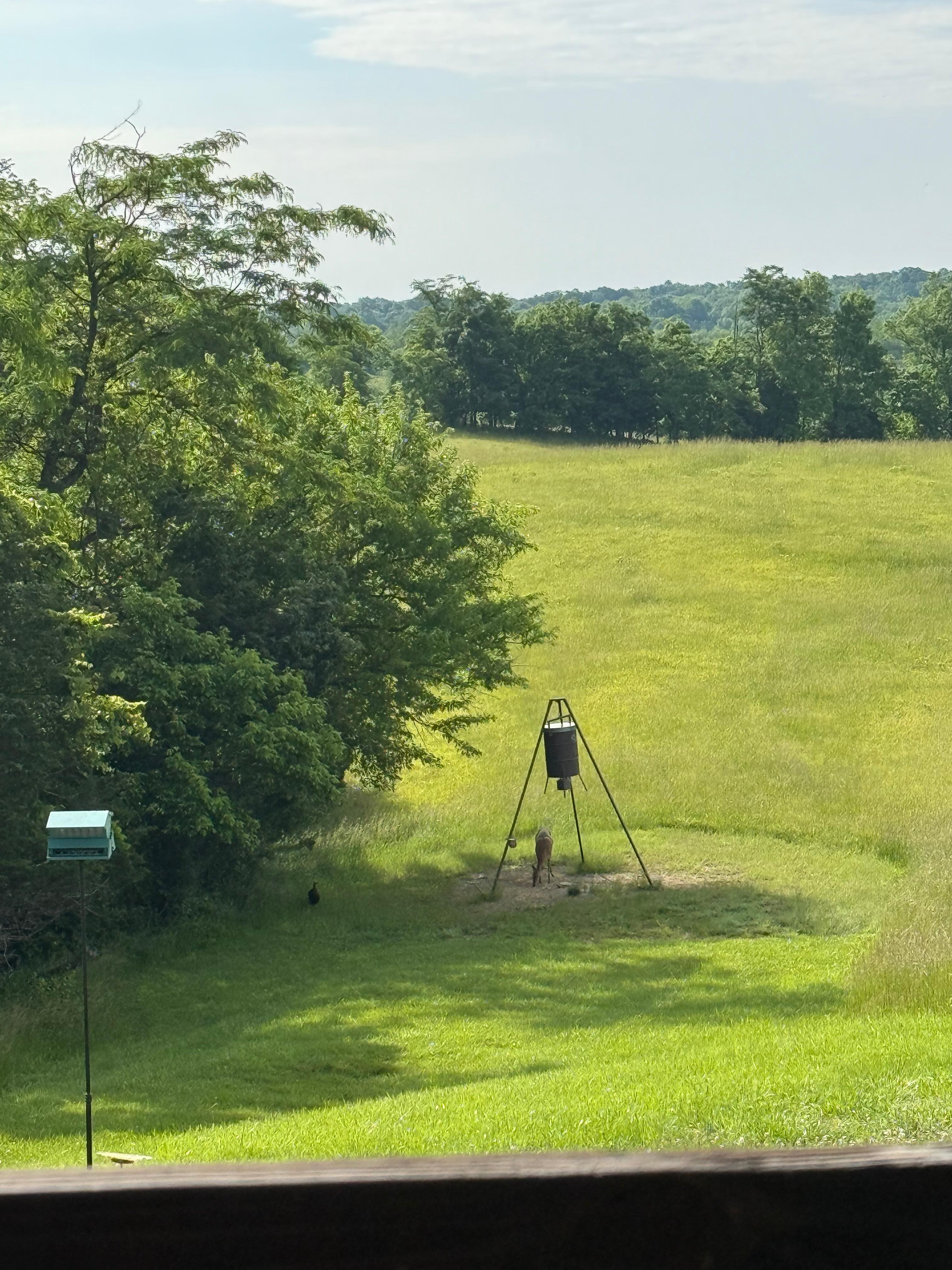The view from the porch in the morning. 