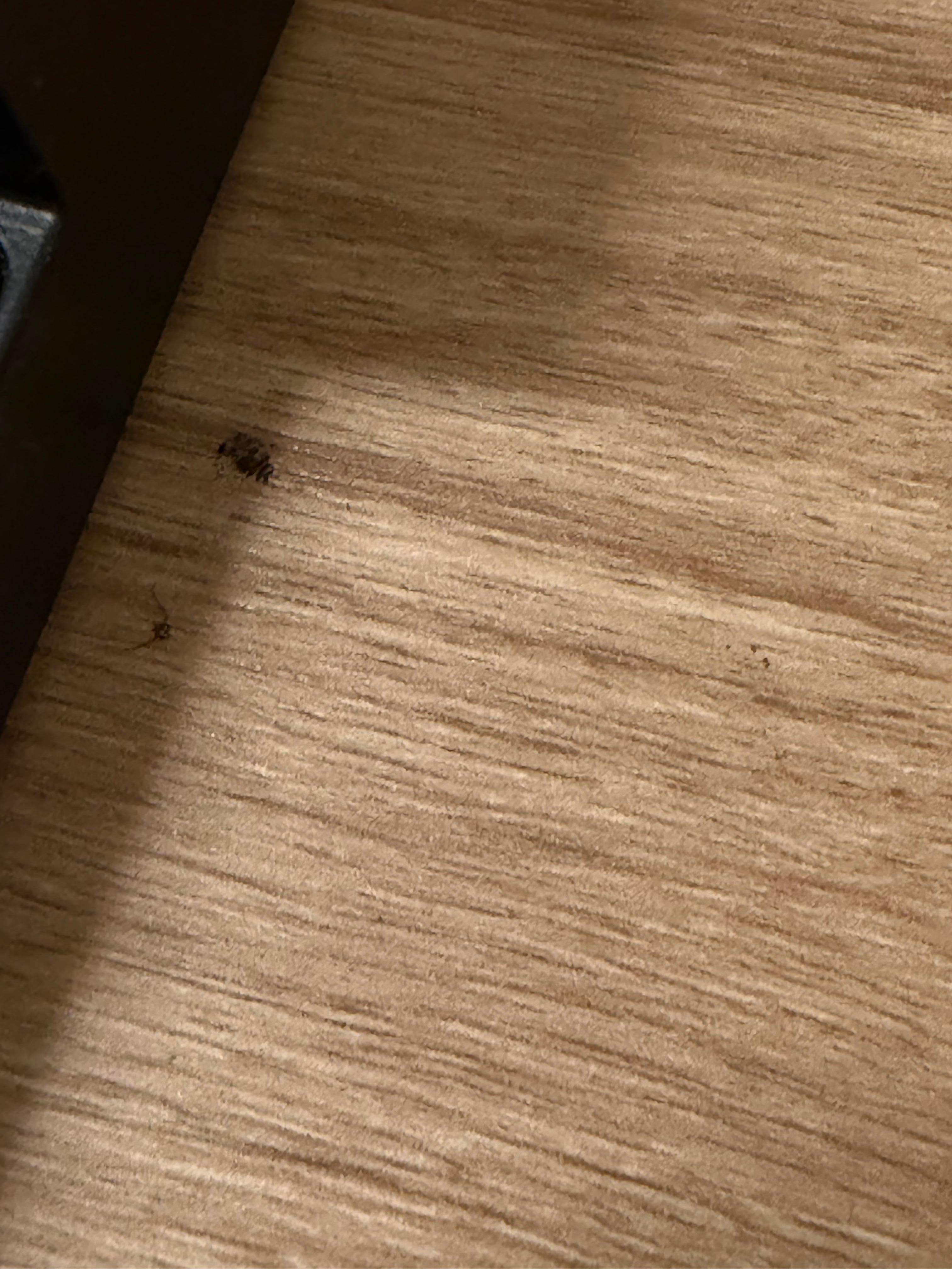 One of the roaches I killed. 