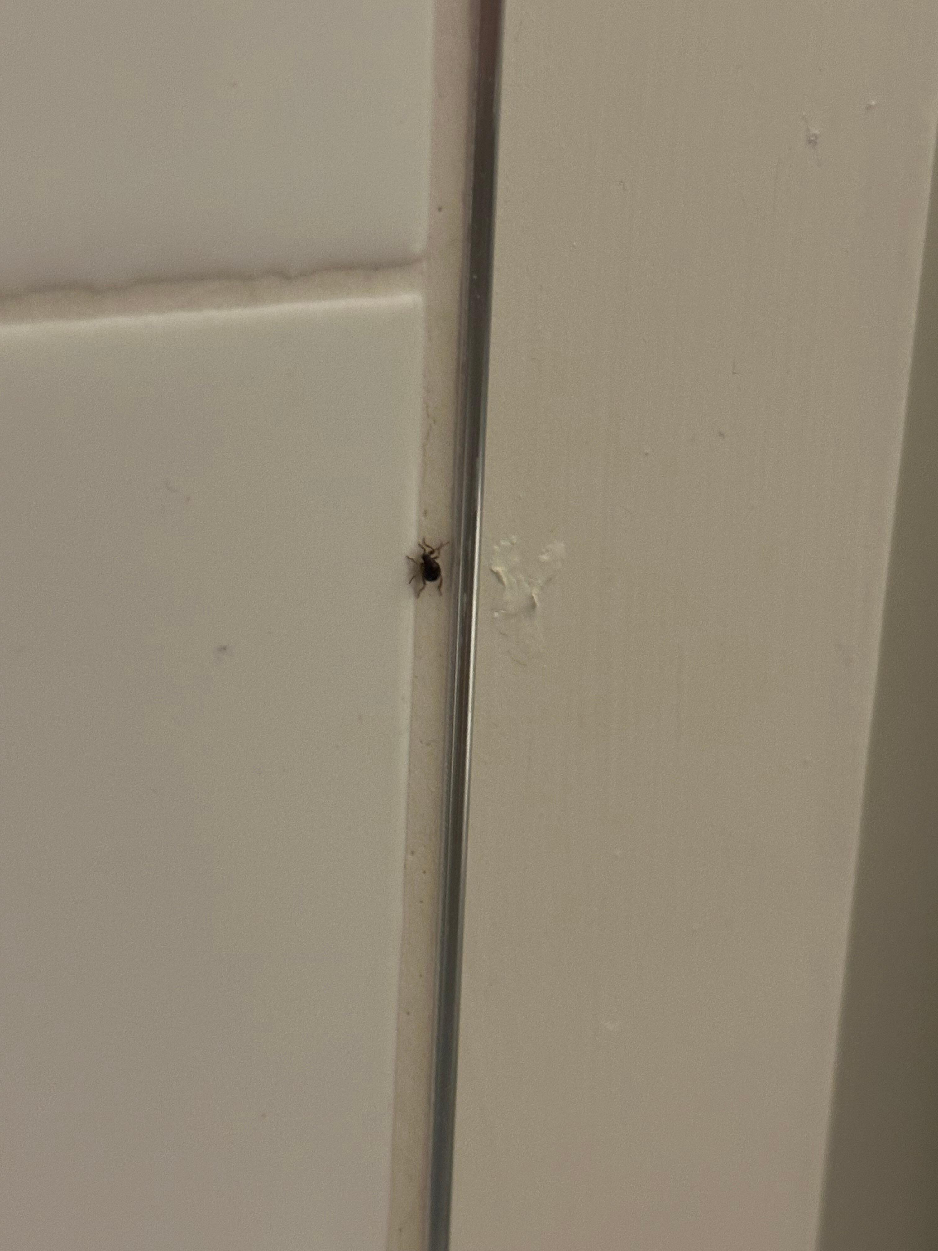 The same bug found in the bathroom of my brand new 5th floor apartment