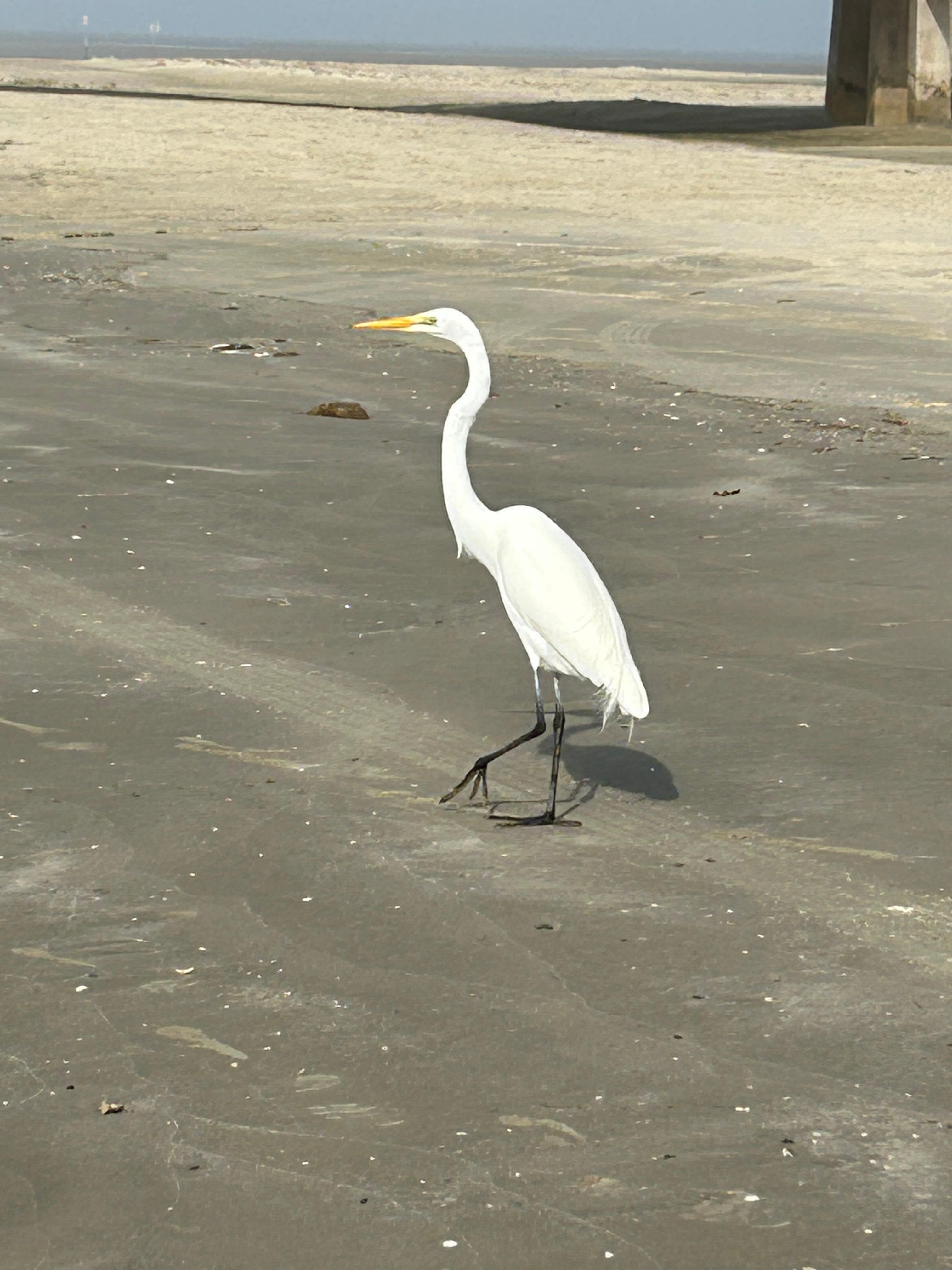 This was at San Luis pass. He was trying to steal our bait. 