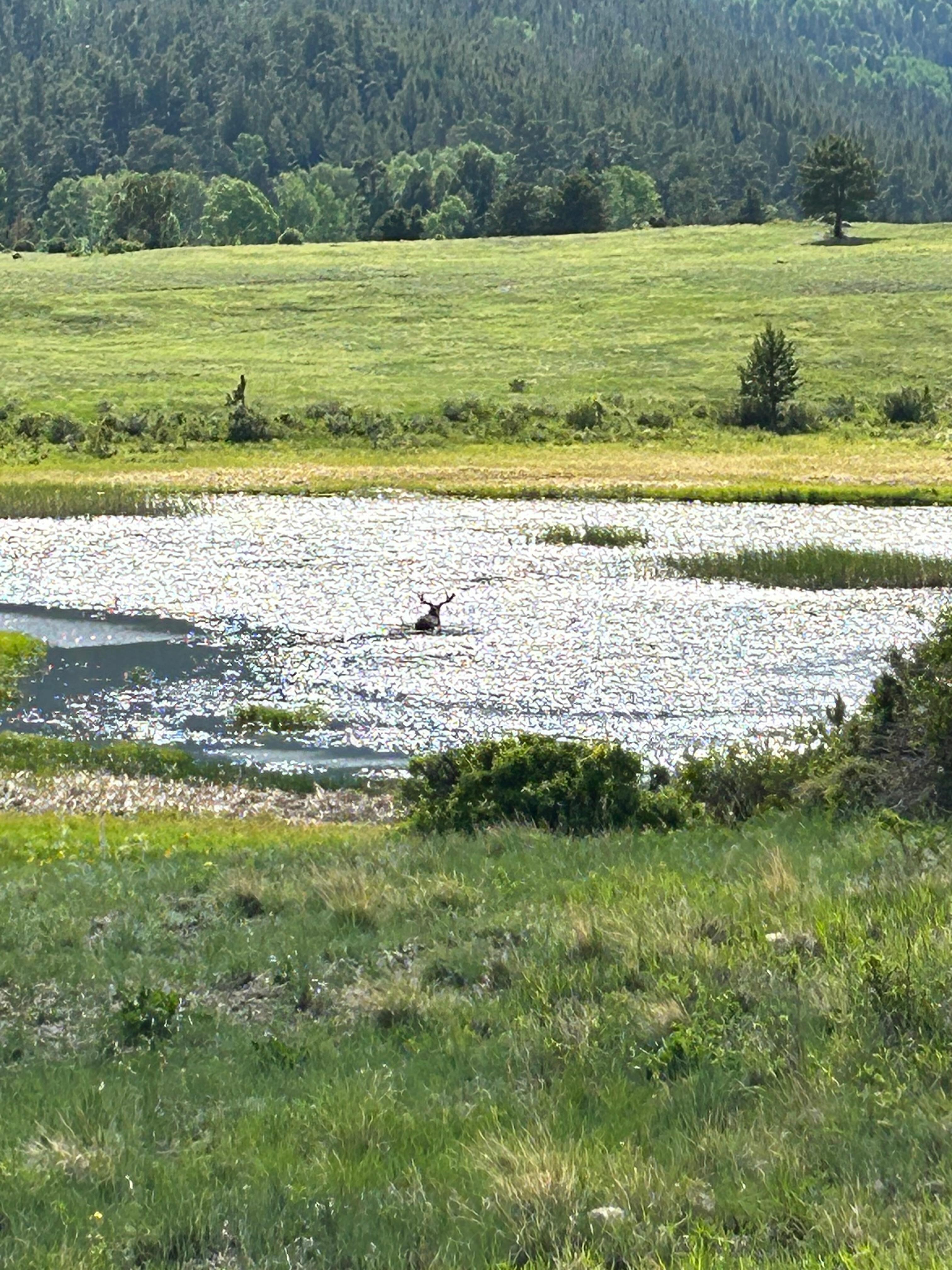 Moose!!