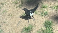 Lots of birds and squirrels