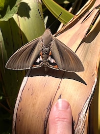Palm moth by the pool