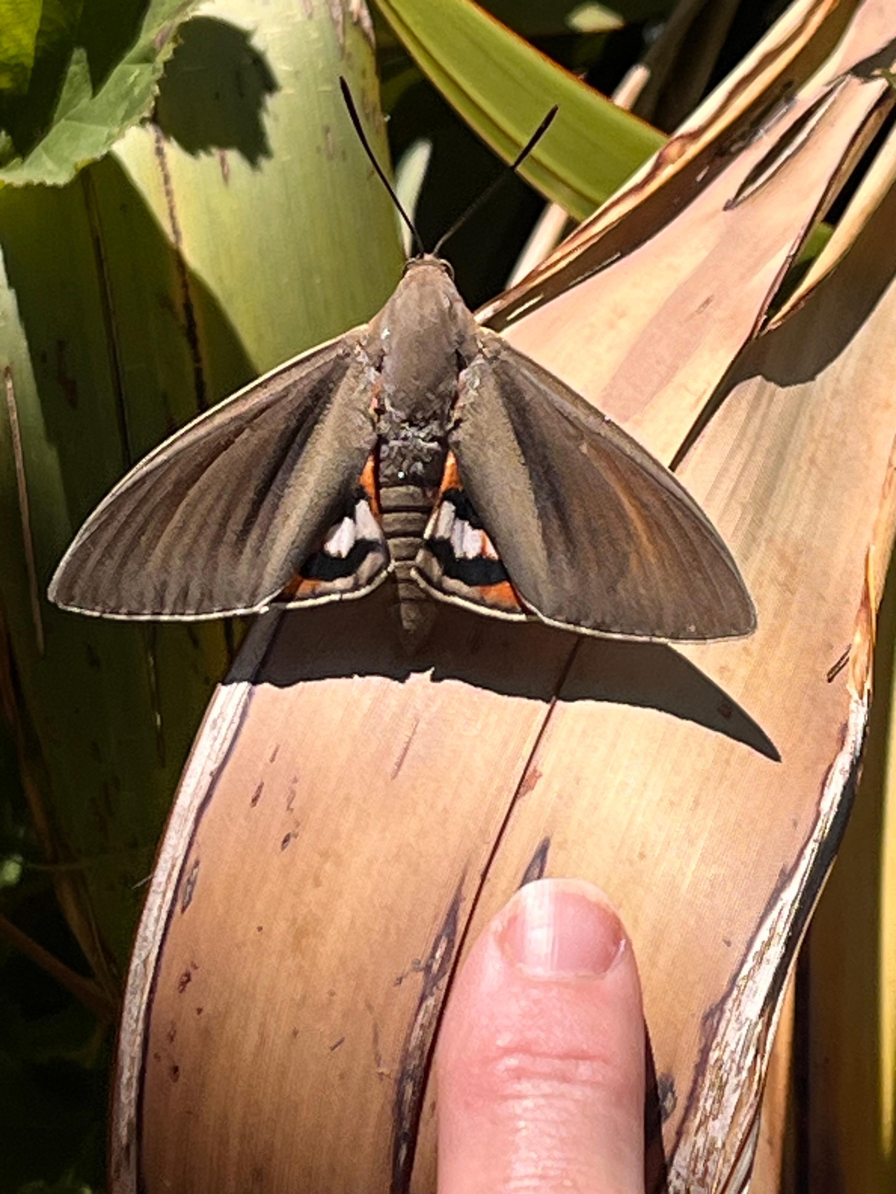 Palm moth by the pool