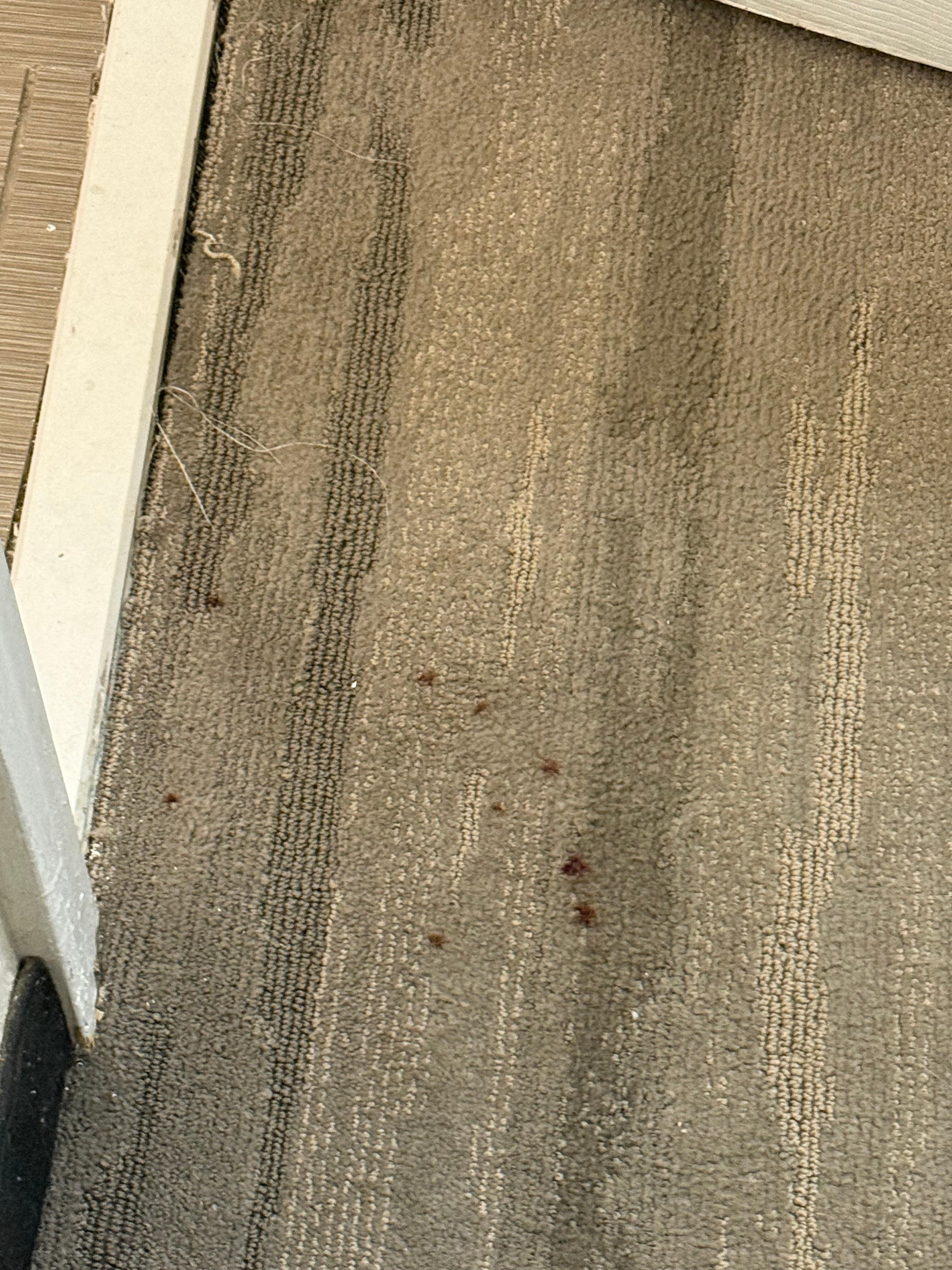 Blood stains on the carpet outside of the bathroom