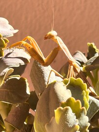 Praying Mantis in the garden.
