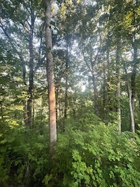 Views from the cabin