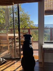 The view was so beautiful our dog just sat and gazed out every morning taking it all in