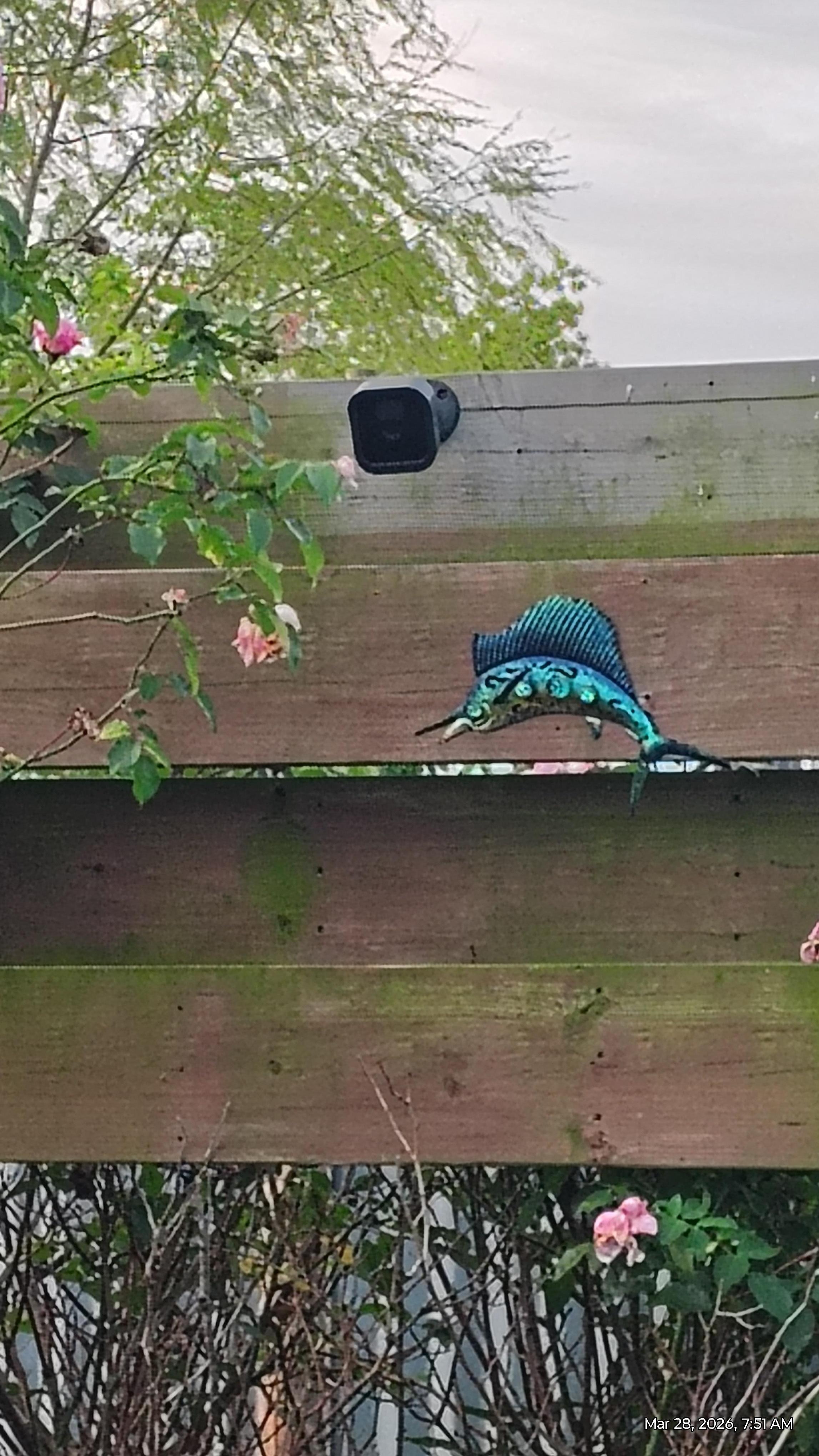 Camera's facing pool 