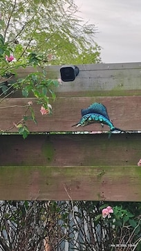 Camera's facing pool