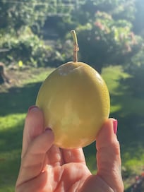 Fruit trees in abundance
